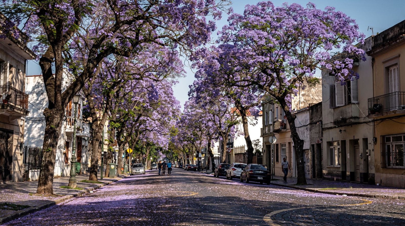 Jacaranda Season in Buenos Aires: When the City Turns Purple